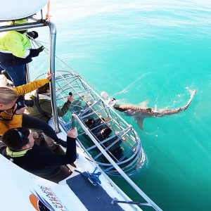 CAGE SHARK DIVING south africa