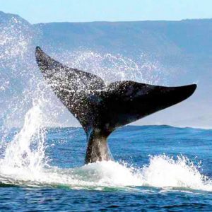 whale watching south africa